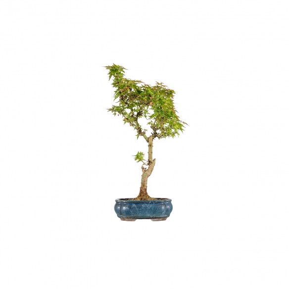 ACER PALMATUM KOTOHIME - B5999