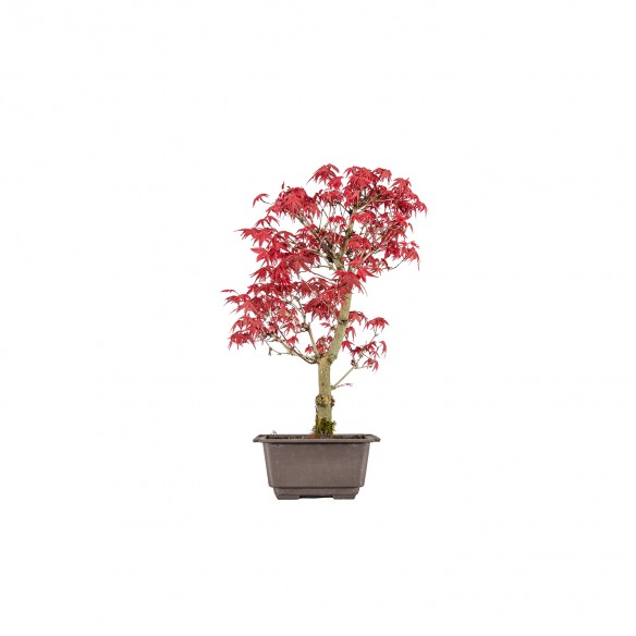 Acer palmatum deshojo - B6000