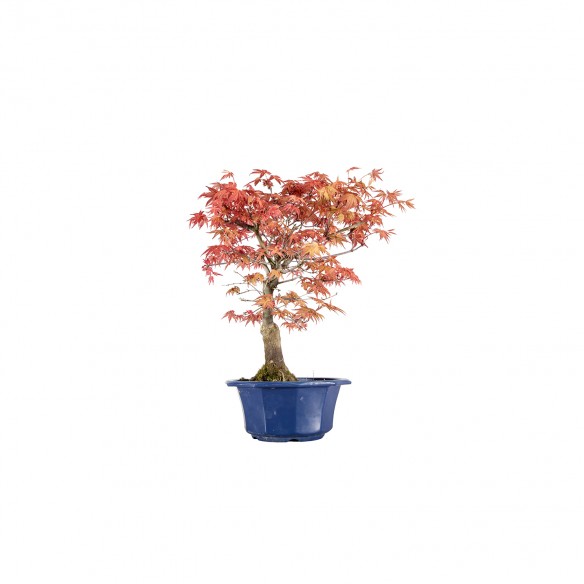 Acer palmatum shishio - B6001