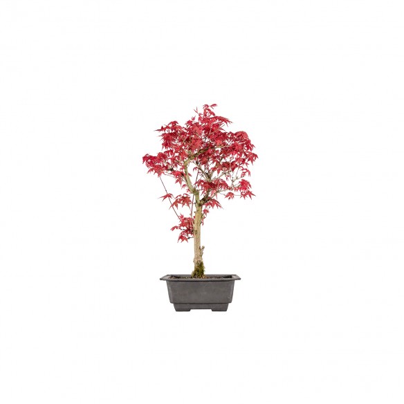 Acer palmatum deshojo - B6002