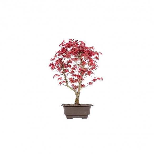 Acer palmatum deshojo - B6003