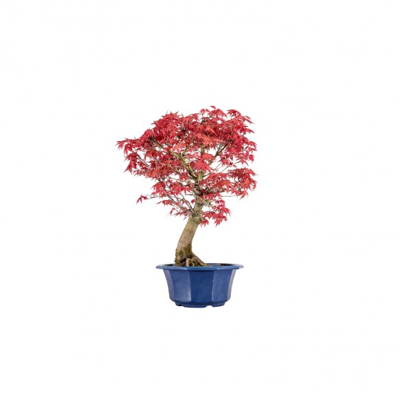 Acer palmatum shishio - B6004