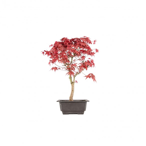Acer palmatum deshojo - B6005