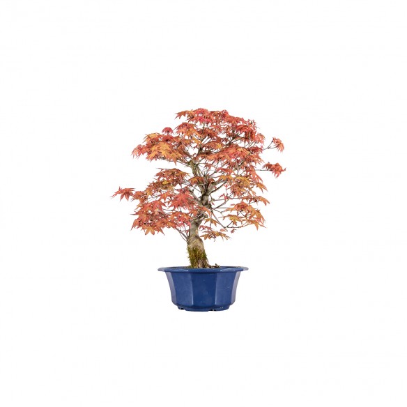 Acer palmatum shishio - B6006