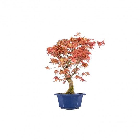 Acer palmatum shishio - B6007