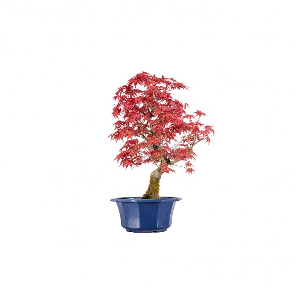 Acer palmatum shishio - B6008
