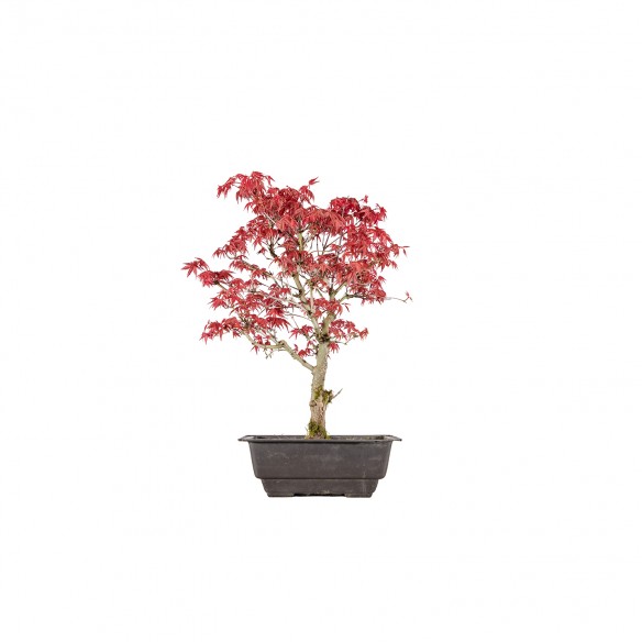 Acer palmatum deshojo - B6010