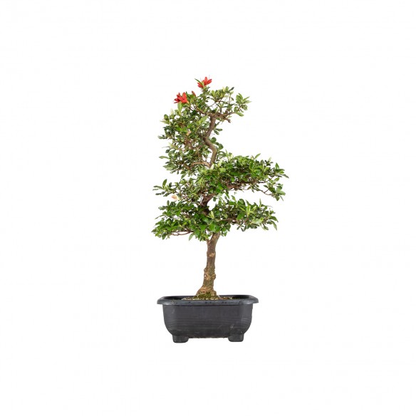 Azalea satsuki - B6011