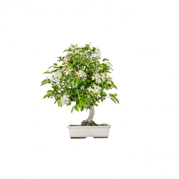 Malus Everest - B6014