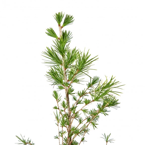Larix Decidua