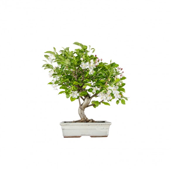 Malus Everest - B6017