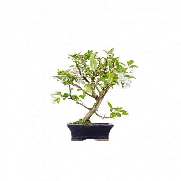 Malus Everest - B6021