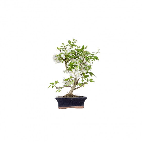 Malus Everest - B6023