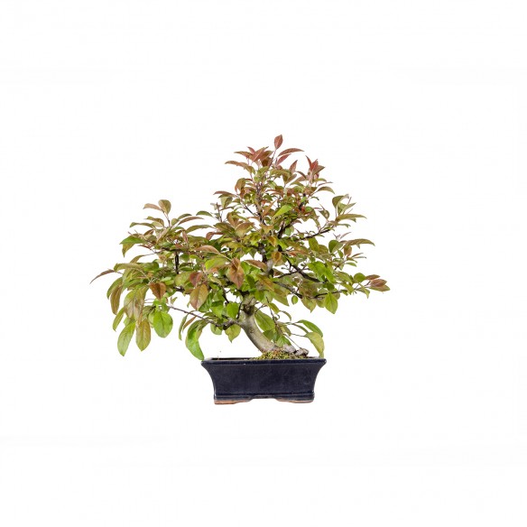 Malus Red - B6024