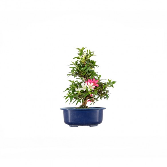 Azalea satsuki - B6028