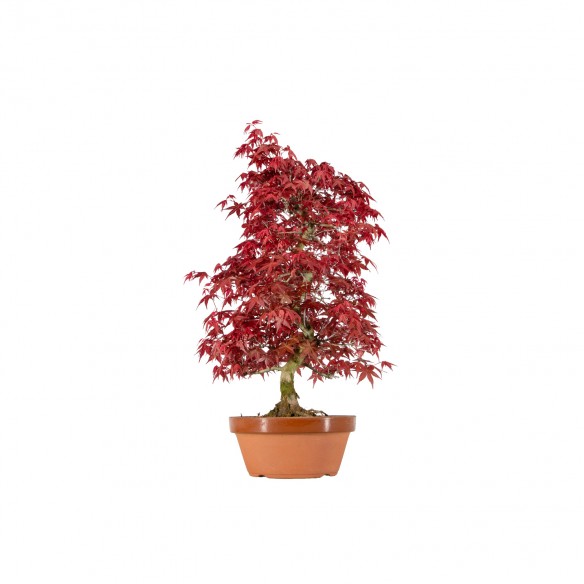 Acer palmatum deshojo - B6050