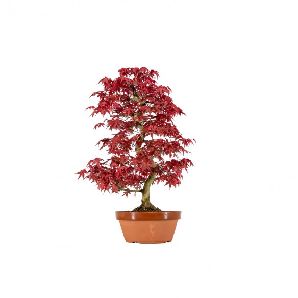 Acer palmatum deshojo - B6052