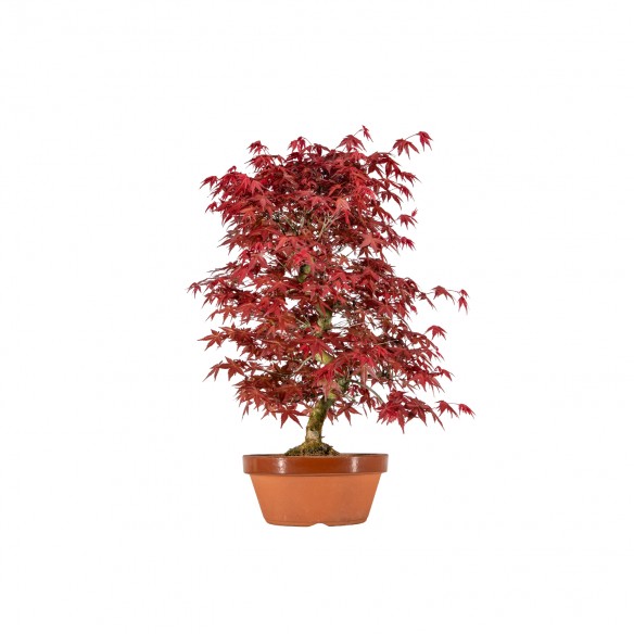Acer palmatum deshojo - B6054