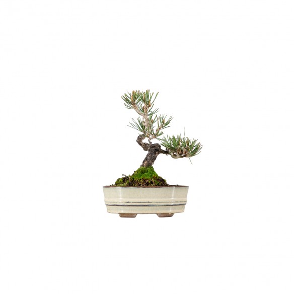 Pinus thunbergii - B6056