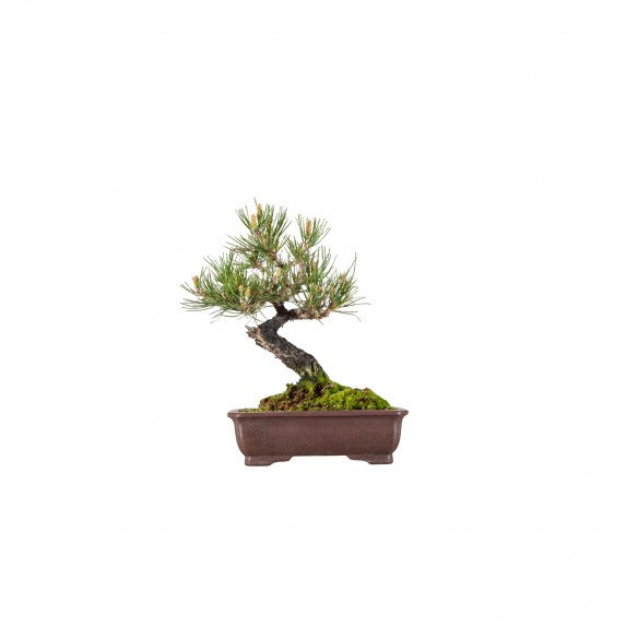 Pinus thunbergii - B6057