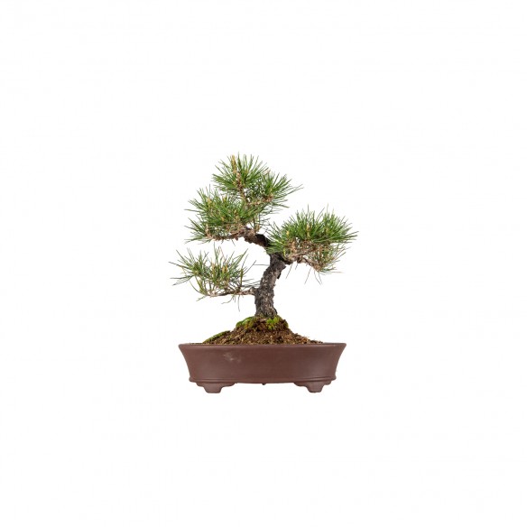 Pinus thunbergii - B6058