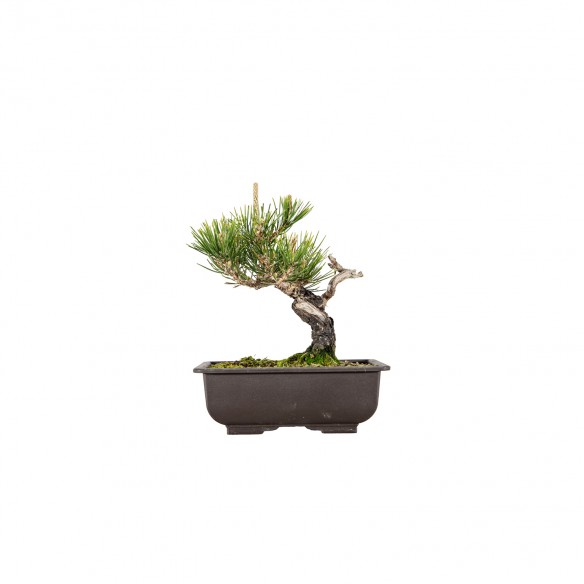 Pinus thunbergii - B6059