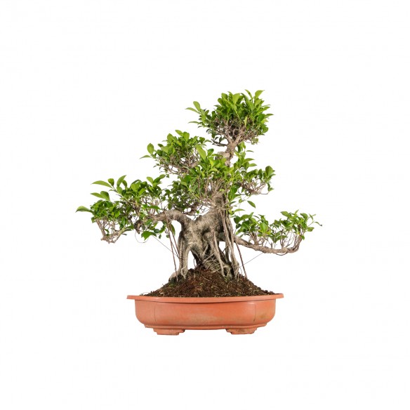 Ficus retusa - B6061