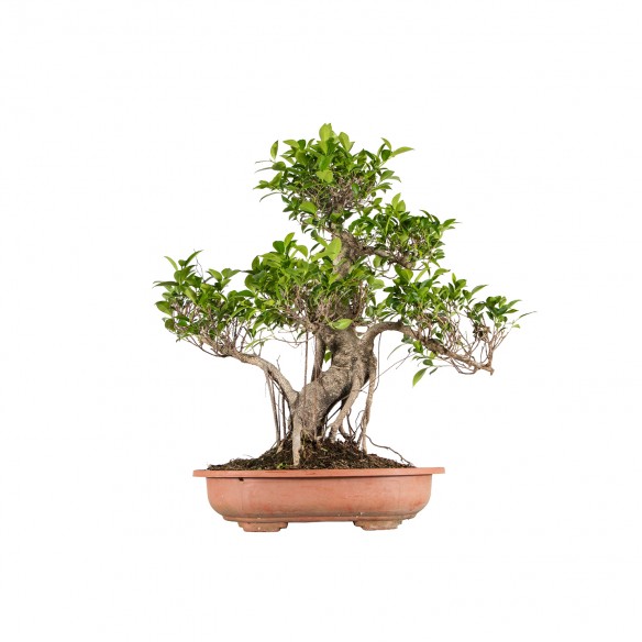 Ficus retusa - B6062