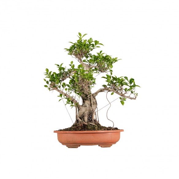 Ficus retusa - B6063