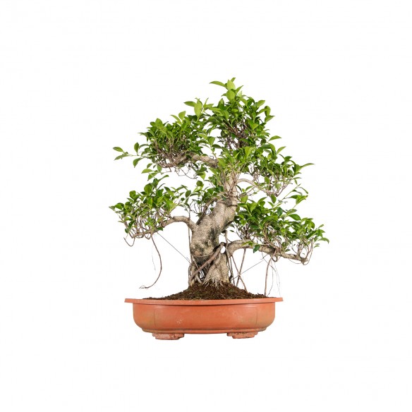 Ficus retusa - B6064