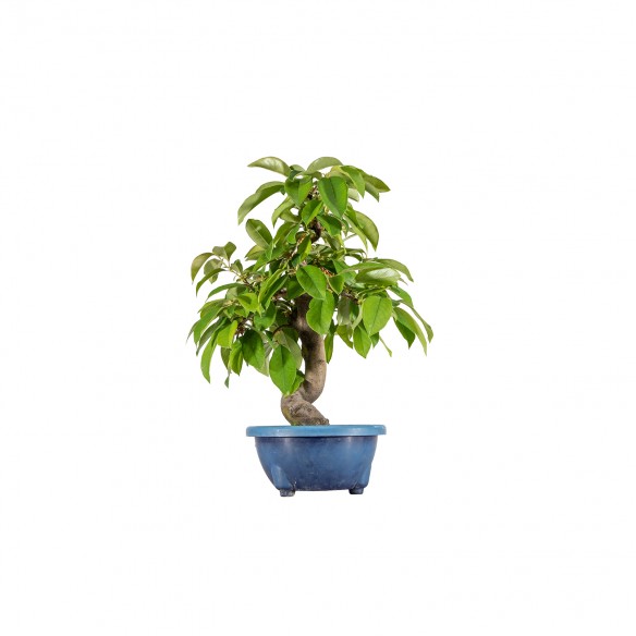 Pseudocydonia sinensis - B6067