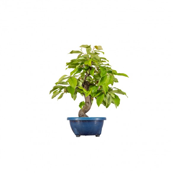 Pseudocydonia sinensis - B6070