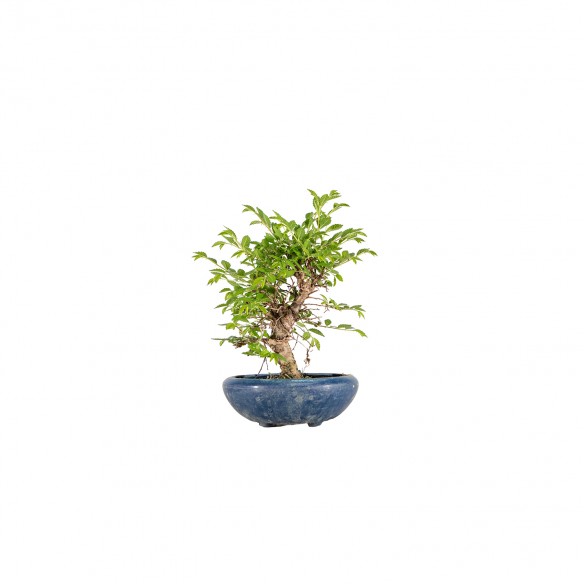 Zelkova nire - B6075