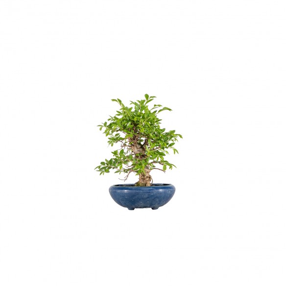 Zelkova nire - B6076