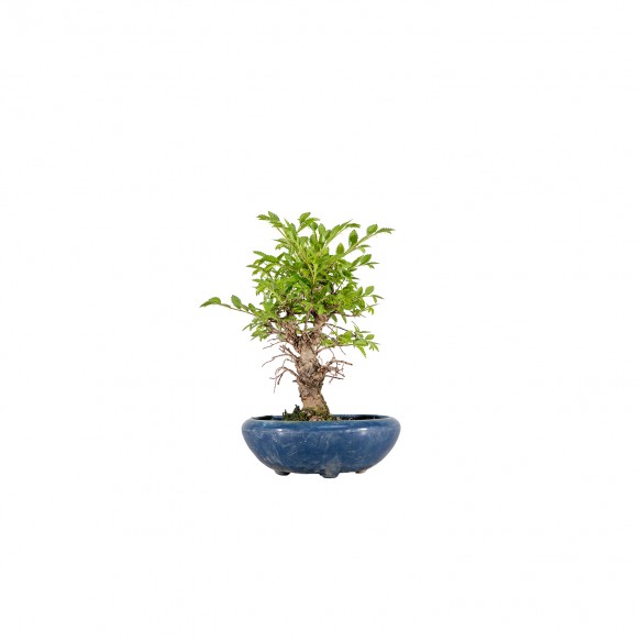 Zelkova nire - B6078