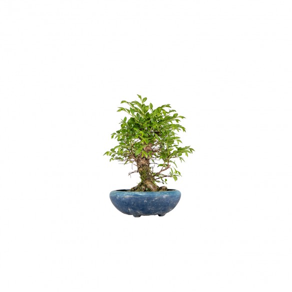 Zelkova nire - B6079