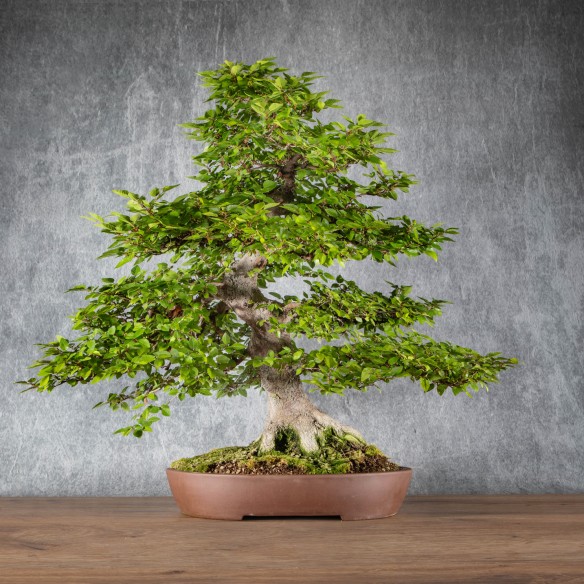 Carpinus turczaninowii - B6083