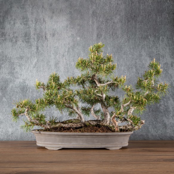 Pinus sylvestris - B6084