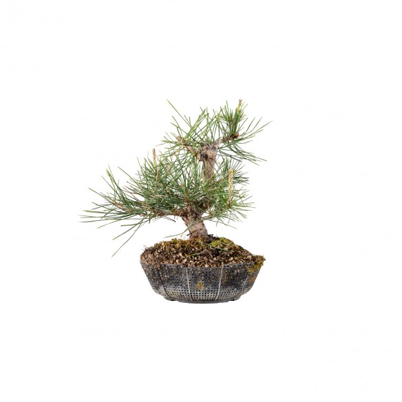 Pinus thunbergii - B6085