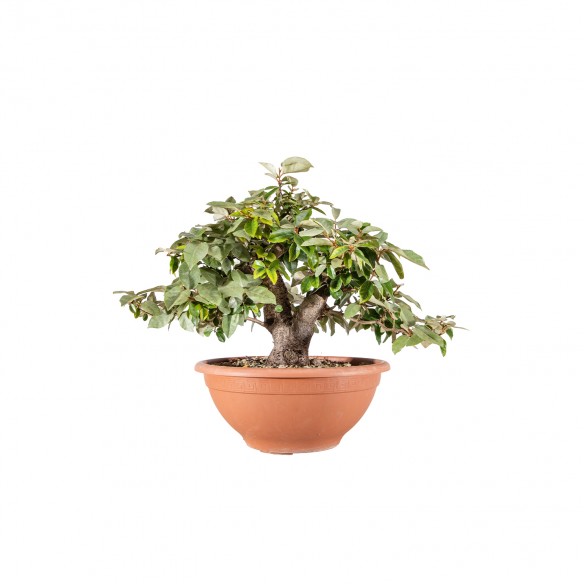 Elaeagnus pungens - B6086