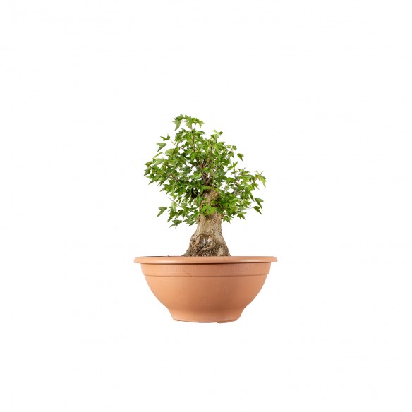 Acer buergerianum - B6087
