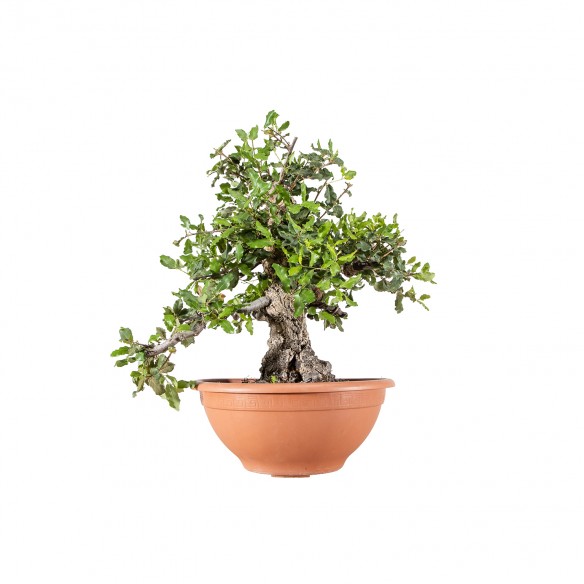 Quercus suber - B6088