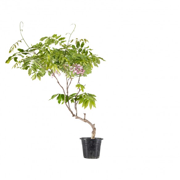 Wisteria - B6090