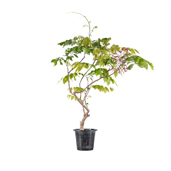 Wisteria - B6091
