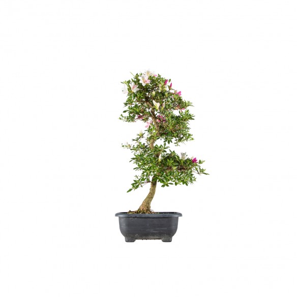 Azalea satsuki - B6092