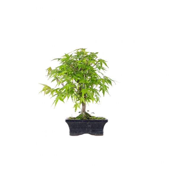 Acer palmatum - B6096