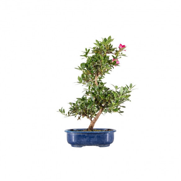 Azalea satsuki - B6098