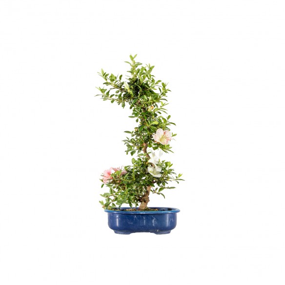 Azalea satsuki - B6100