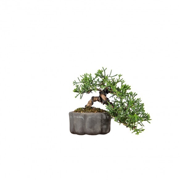 Juniperus chinensis - MINI...