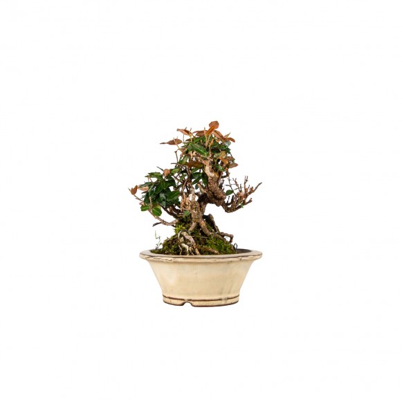 Trachelospermum asiaticum -...
